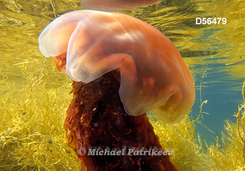 Lion's Mane Jellyfish (Cyanea capillata)